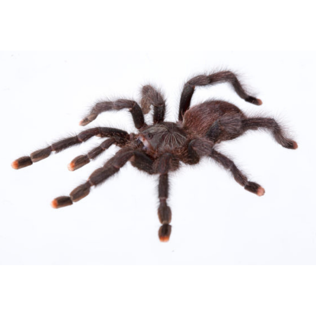 Purple Pink Toe Tarantula for Sale