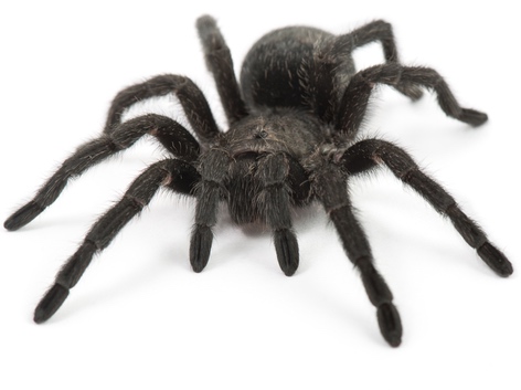 Brazilian Black Tarantula for Sale