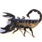 Dictator Scorpion for Sale