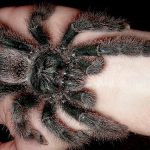Metallic Pink Toe Tarantula for Sale