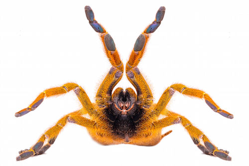 Orange Baboon Tarantula for Sale