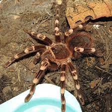 index Chaco Mousy Brown Tarantula