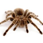 Rose Hair Tarantula for Sale