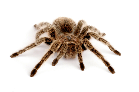 Rose Hair Tarantula for Sale
