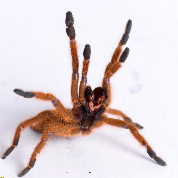 Orange Baboon Tarantula