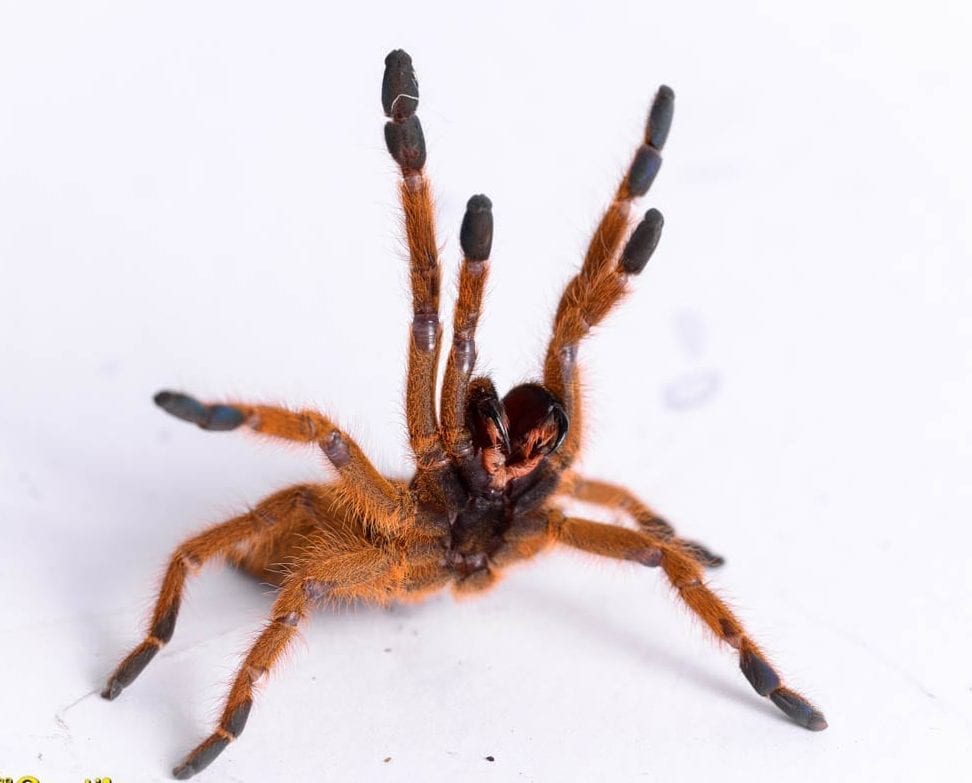 Orange Baboon Tarantula