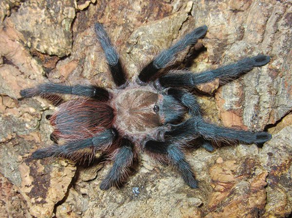 Oklahoma Brown Tarantula