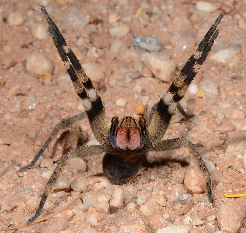 Amazon Spotted Wandering Spider