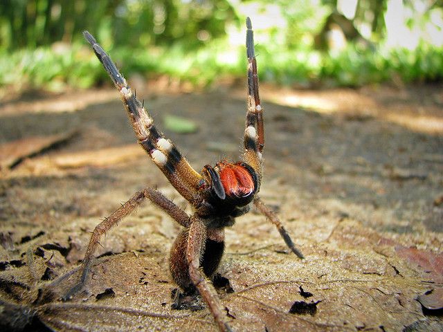 Amazon Spotted Wandering Spider Amazon Spotted Wandering Spider