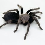 Blue Femur Tarantula