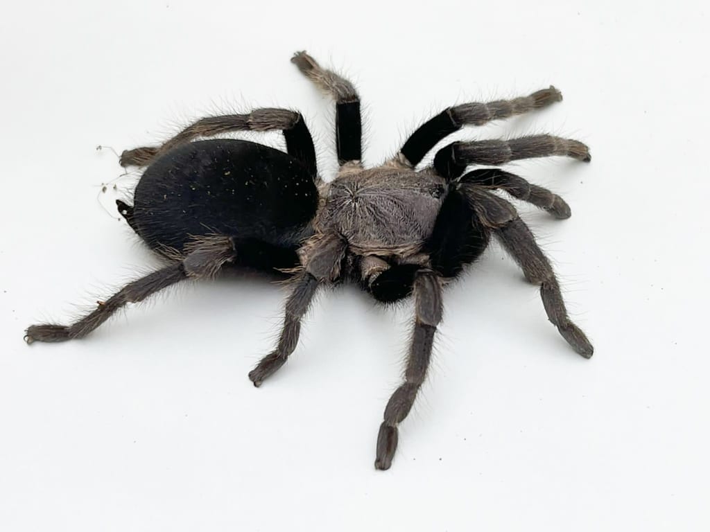 Blue Femur Tarantula