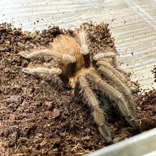 Boquete Birdeating Tarantula