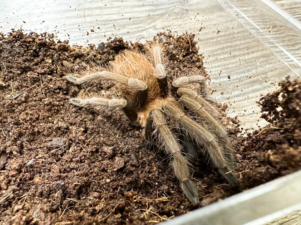 Boquete Birdeating Tarantula