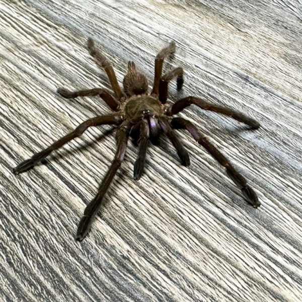 Electric Blue Tarantula