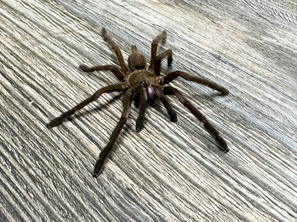 Electric Blue Tarantula Electric Blue Tarantula