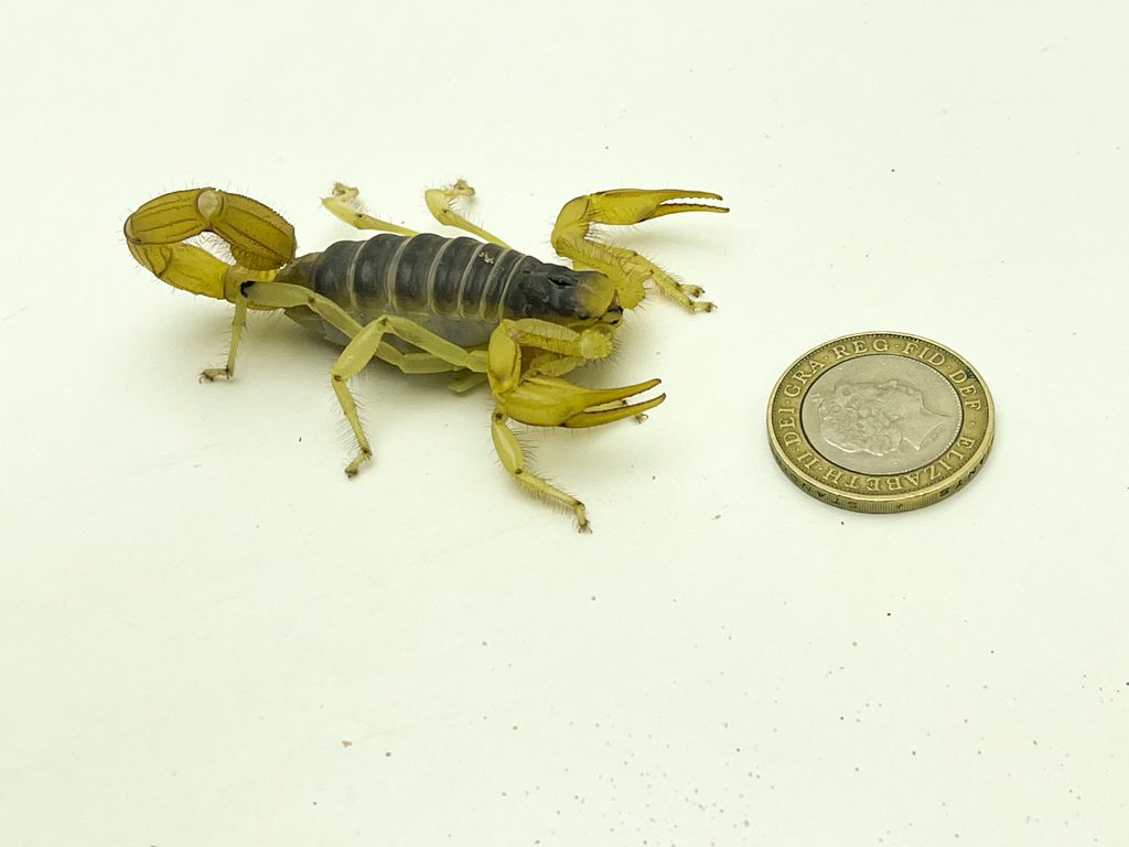 Giant Desert Hairy Scorpion