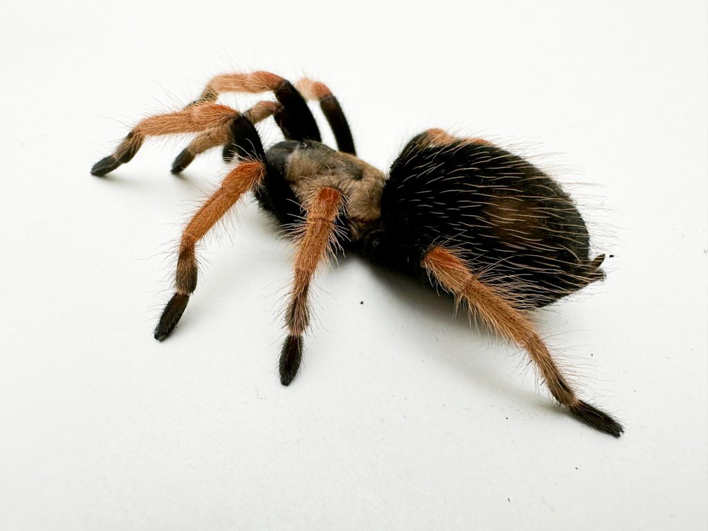 Mexican Fire Leg Tarantula