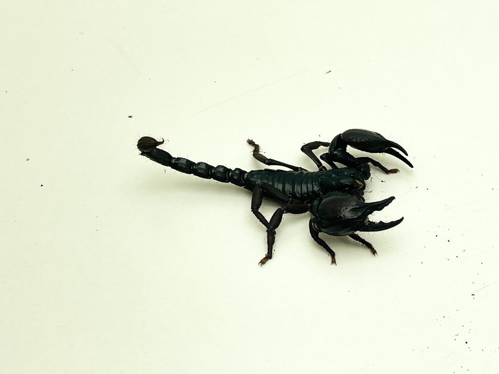 Vietnam Black Forest Scorpion