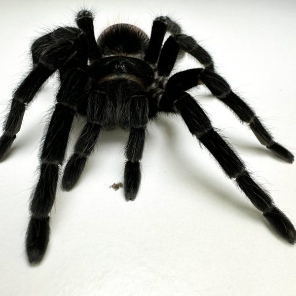 Mexican Red Rump Tarantula