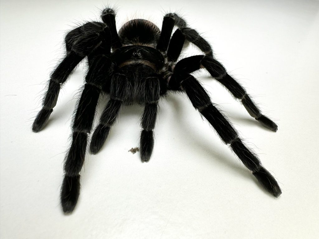 Mexican Red Rump Tarantula