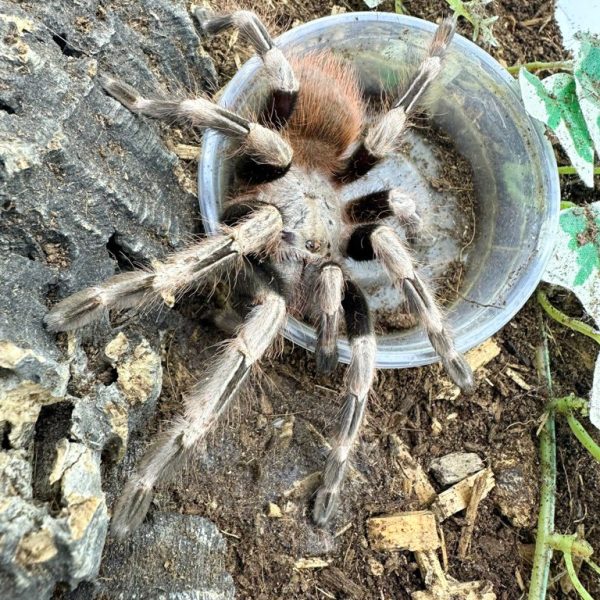 Brazilian Red & White Tarantula