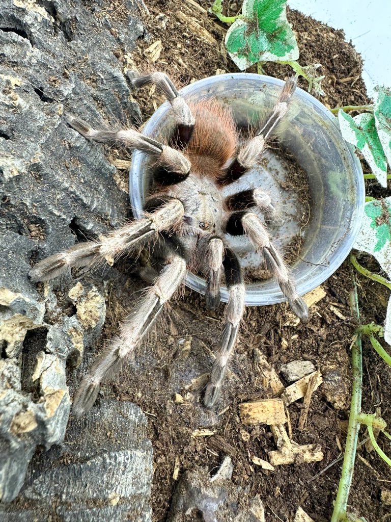 Brazilian Red & White Tarantula Brazilian Red & White Tarantula