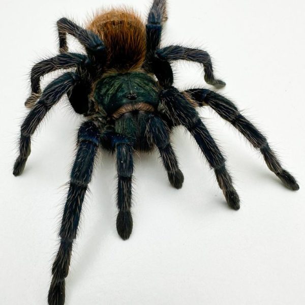 Green Bottle Blue Tarantula