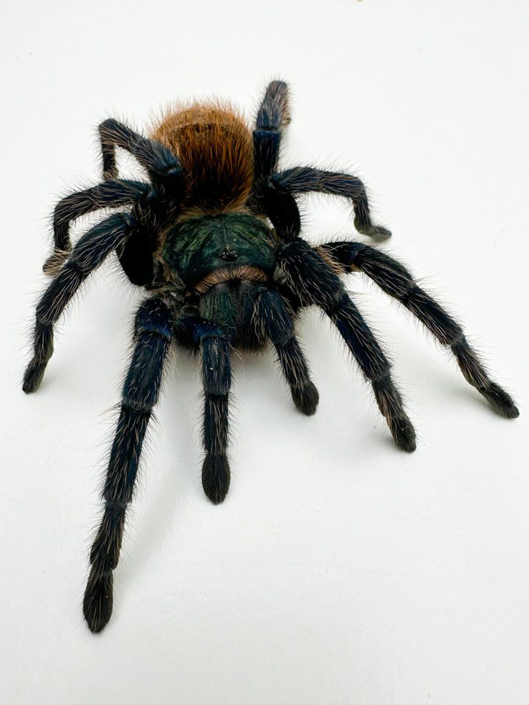 Green Bottle Blue Tarantula Green Bottle Blue Tarantula