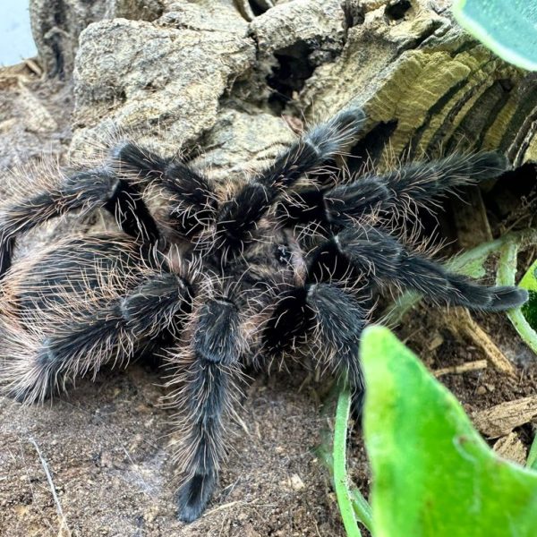 Curly Hair Tarantula