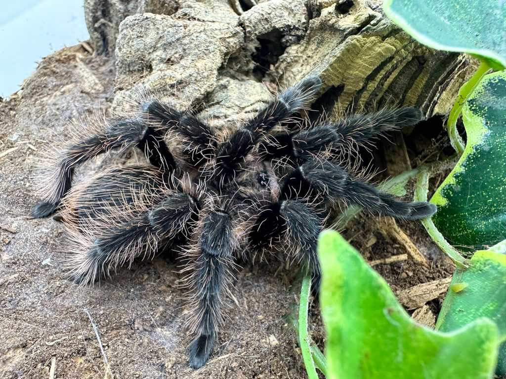 Curly Hair Tarantula