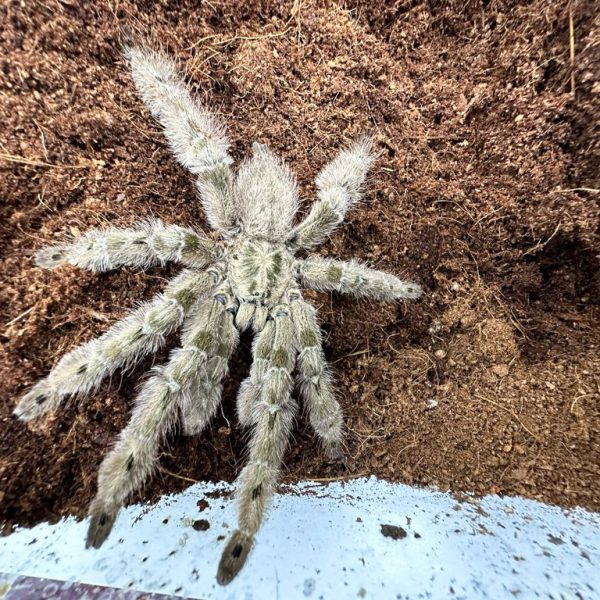 Featherleg Baboon Tarantula