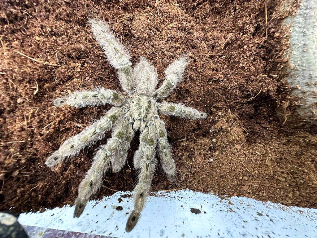 Featherleg Baboon Tarantula Featherleg Baboon Tarantula