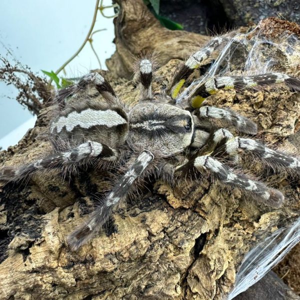 Indian Ornamental Tarantula