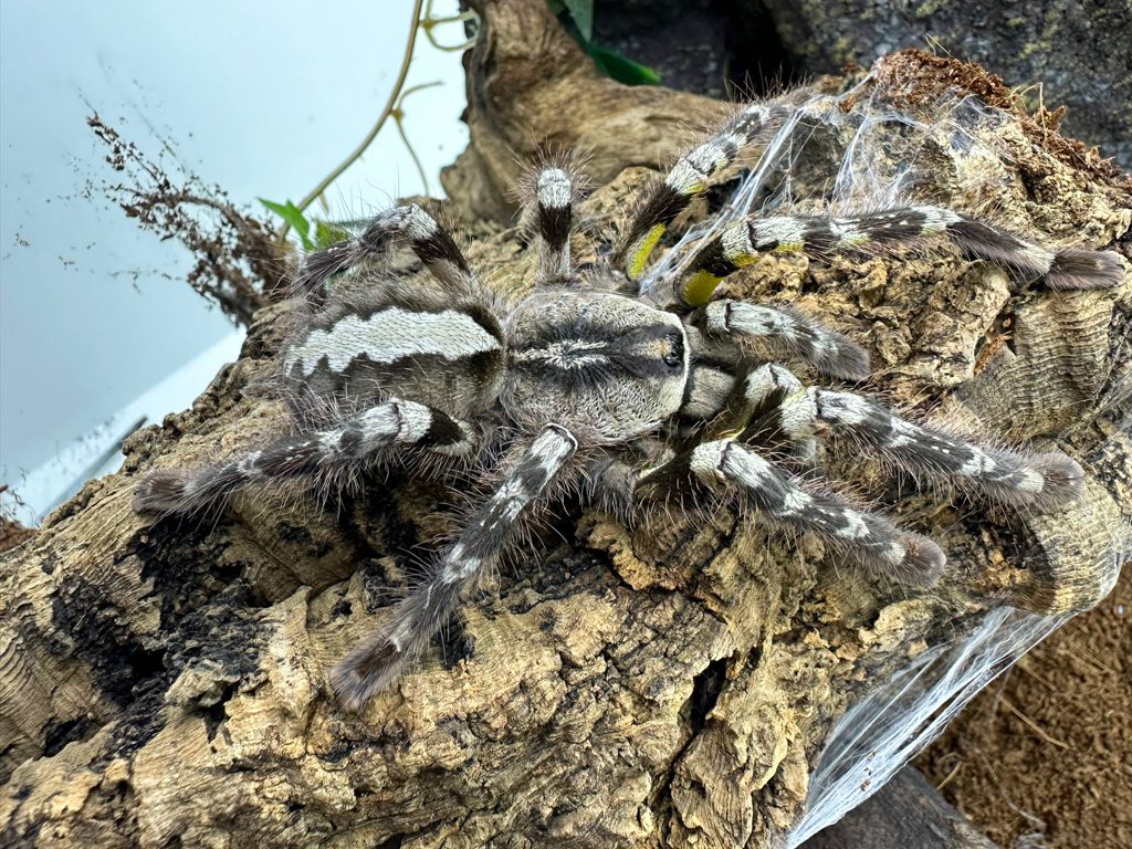 Indian Ornamental Tarantula Indian Ornamental Tarantula