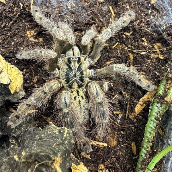 Togo Starburst Tarantula