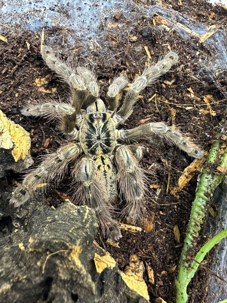 Togo Starburst Tarantula Togo Starburst Tarantula