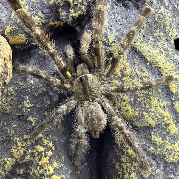 Indian Ornamental Tarantula