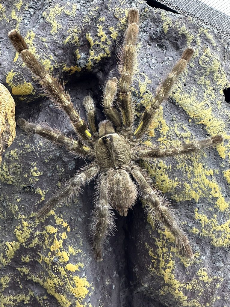 Indian Ornamental Tarantula