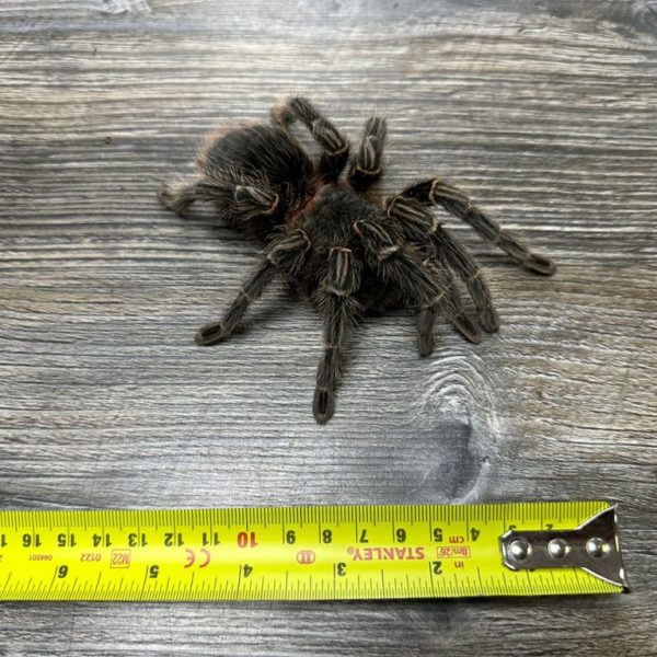 Salmon Pink Tarantula Adult
