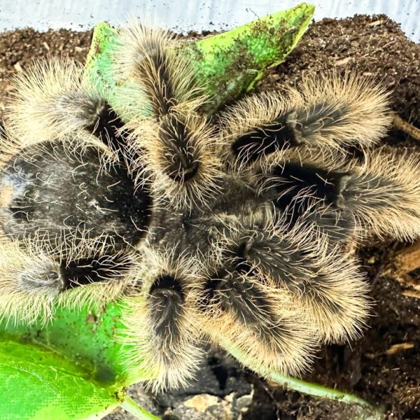 Curly Hair Tarantula