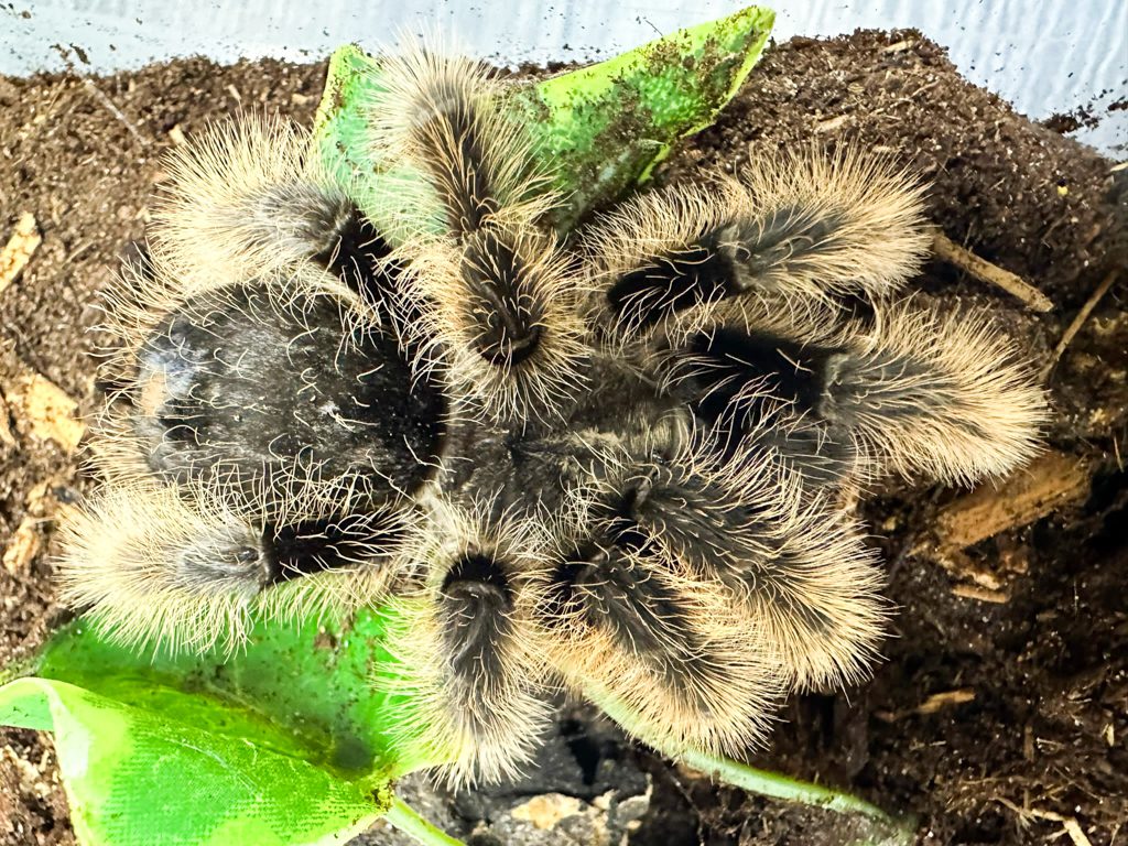 Curly Hair Tarantula Curly Hair Tarantula