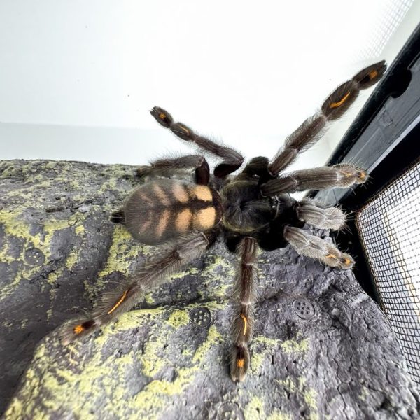 Venezuelan Suntiger Tarantula