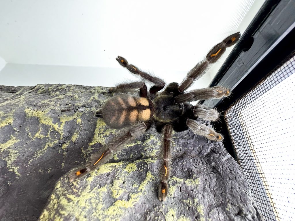 Venezuelan Suntiger Tarantula Venezuelan Suntiger Tarantula