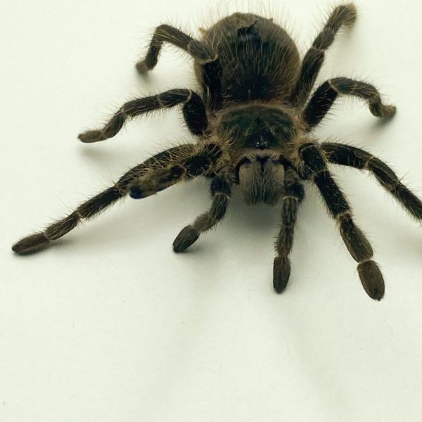 Scarlet Birdeating Tarantula