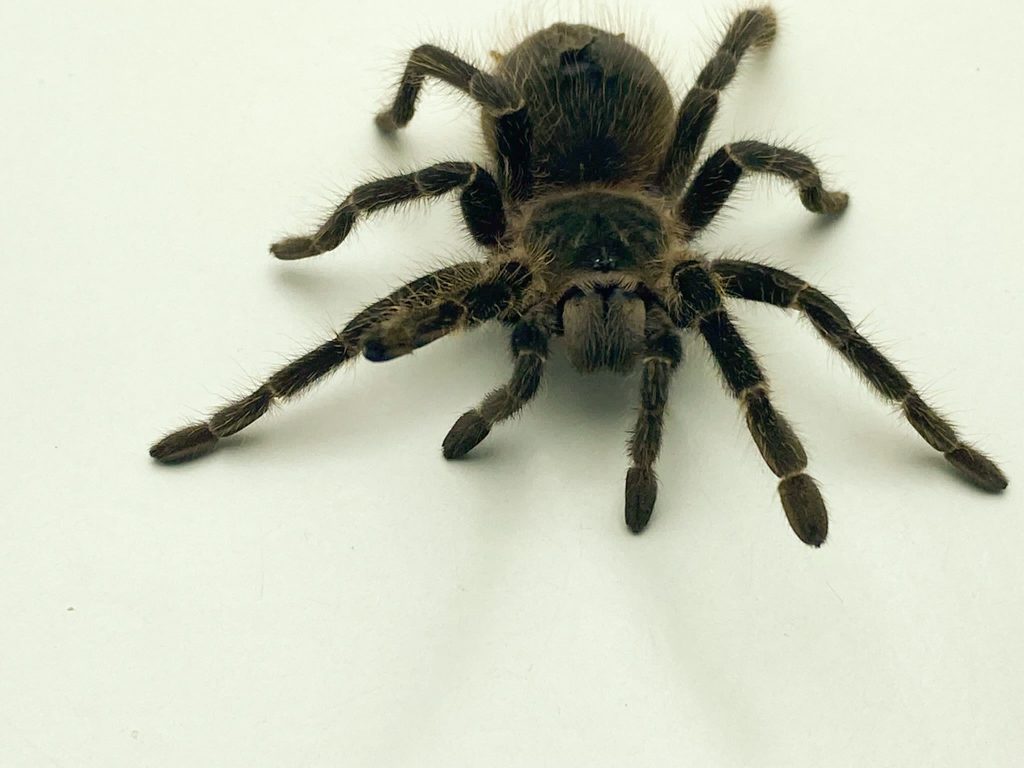 Scarlet Birdeating Tarantula Scarlet Birdeating Tarantula