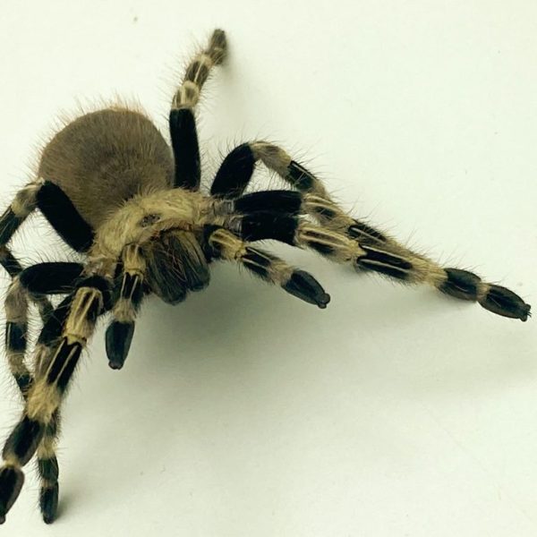 Brazilian White Knee Tarantula