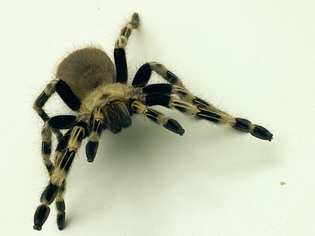 Brazilian White Knee Tarantula Brazilian White Knee Tarantula