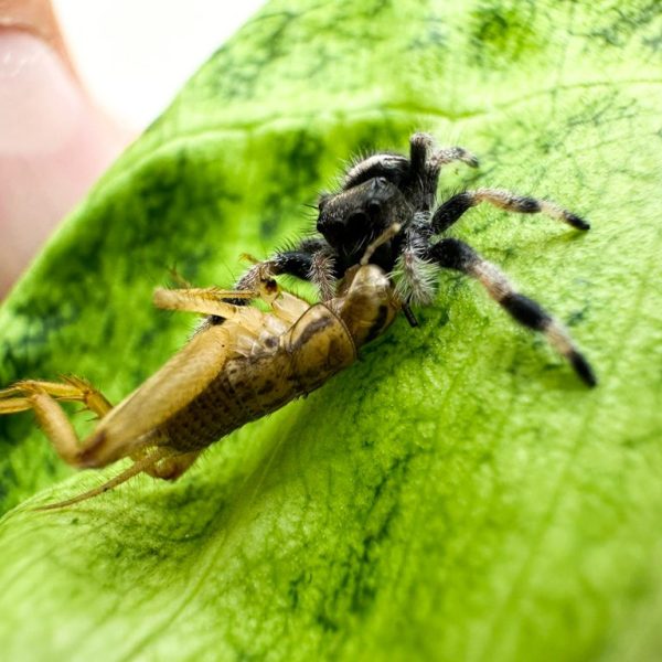Regal Jumping Spider