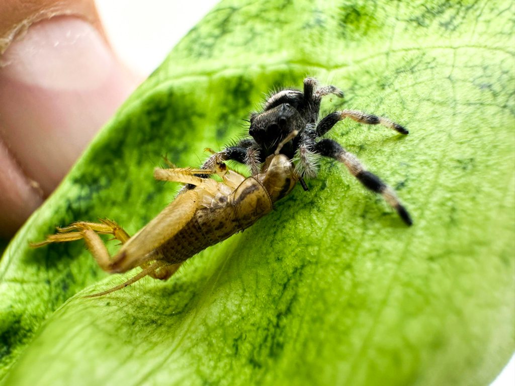 Regal Jumping Spider Regal Jumping Spider