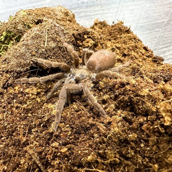 ‘Namtok Philo’ Earth Tiger Tarantula